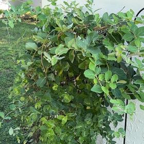 Photo of the plant species Japanese Honeysuckle by @FlawlessJubaea named Hemingway on Greg, the plant care app