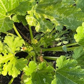 Photo of the plant species Summer Squash by @FlawlessJubaea named Nemo on Greg, the plant care app