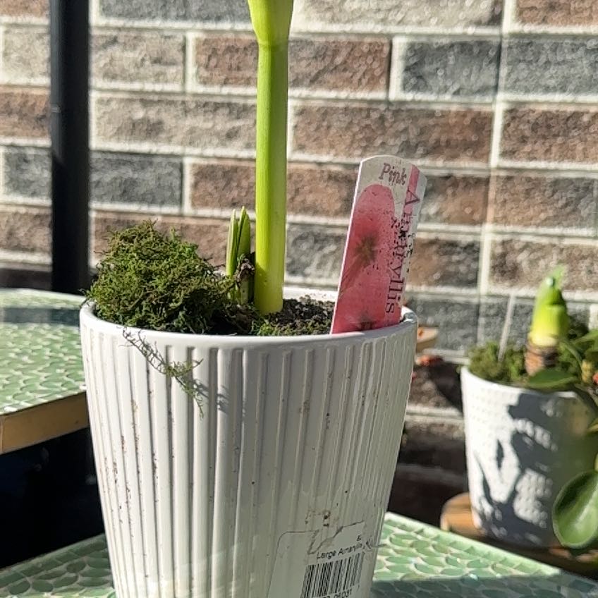 Potted plant with a single green stem in a white ribbed pot, moss covering the soil, and a plant tag indicating 'Pink'.
