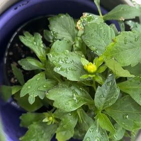 Photo of the plant species Dahlia 'Grandahlia Yellow' by @Sashby named Leonardo on Greg, the plant care app