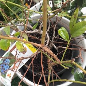 Photo of the plant species Blueberry by @Sashby named Harper on Greg, the plant care app