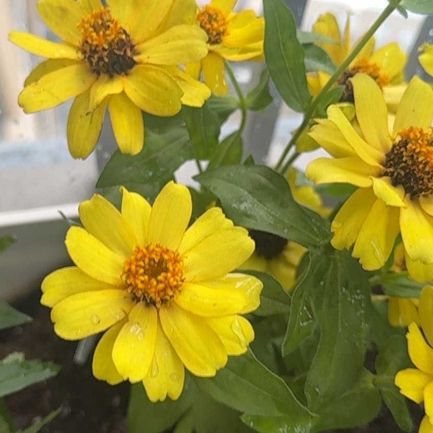 Photo of the plant species Zinnia 'Profusion Yellow' by @Sashby named Kylie on Greg, the plant care app