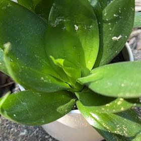 Photo of the plant species Andrews Clintonia by @LordAnahaw named Denali on Greg, the plant care app