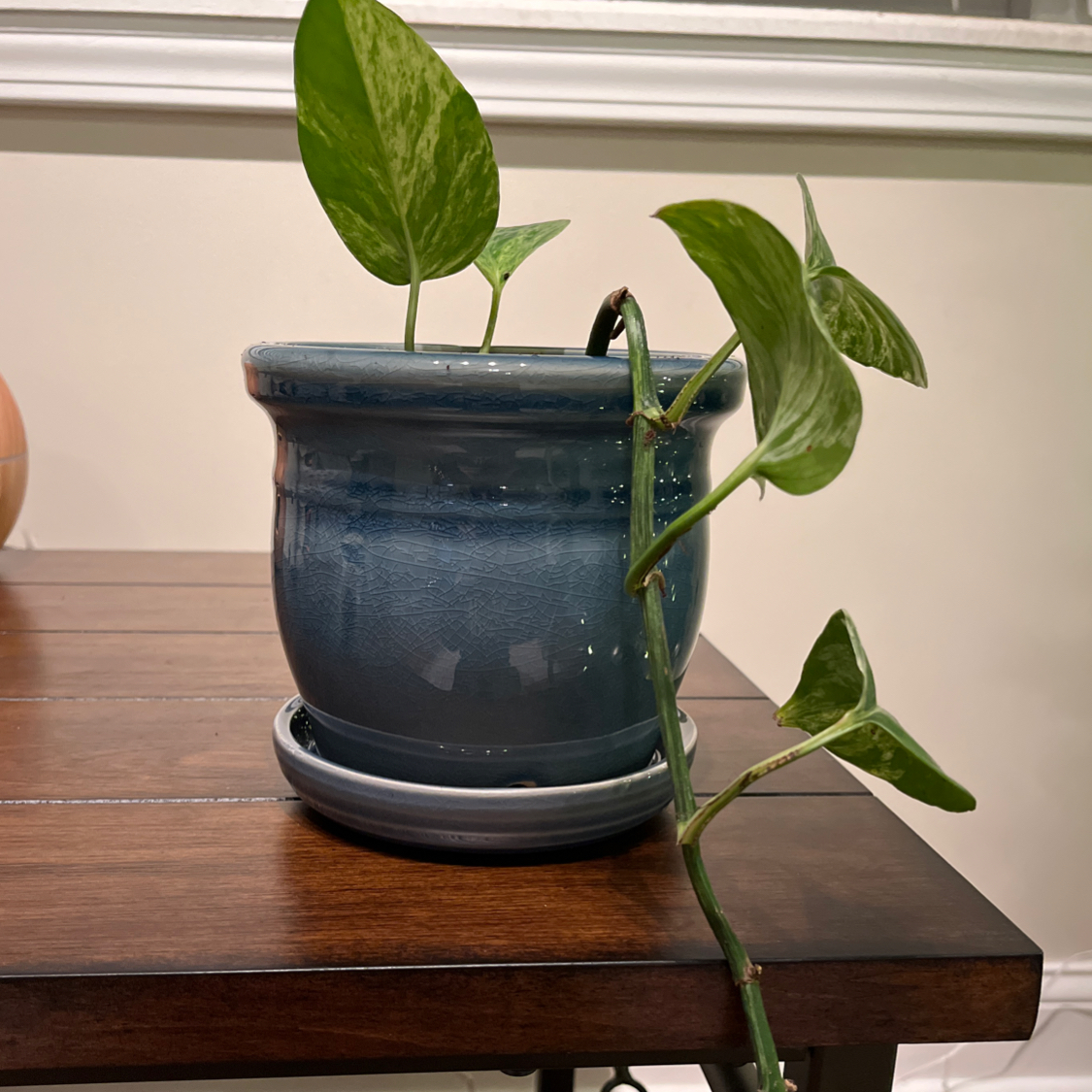 Taro Vine plant photo by @Lauren621 named Goldie on Greg, the plant care app.
