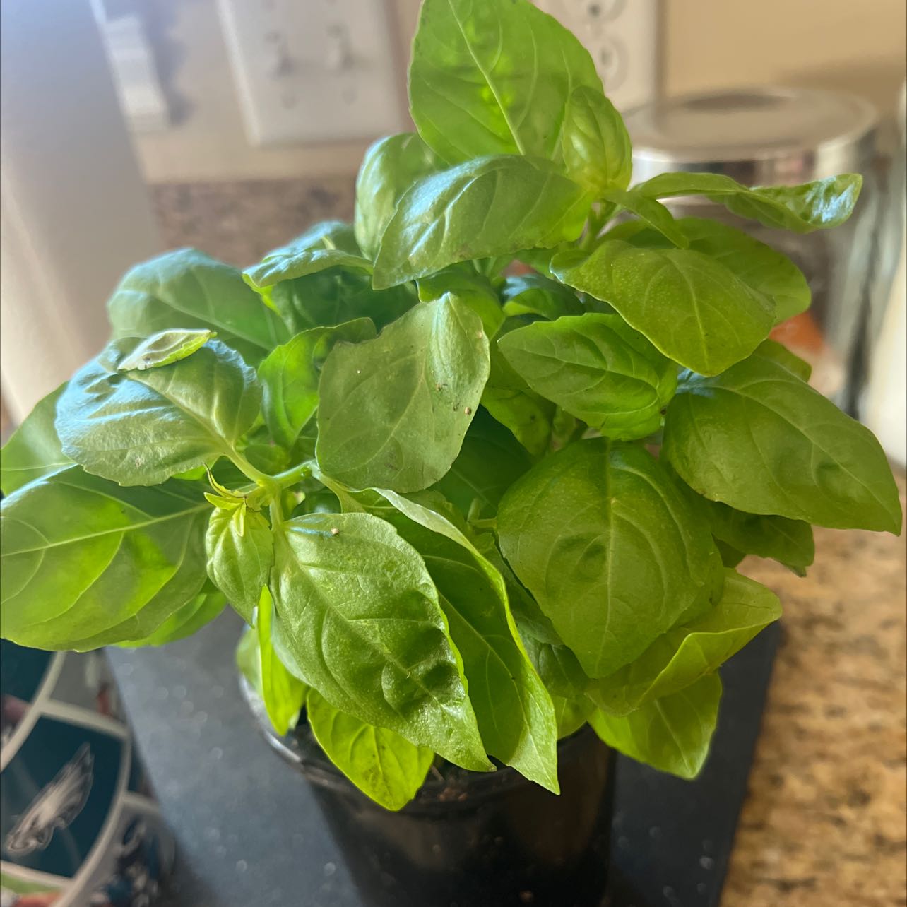 Basil Boy