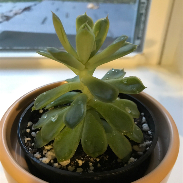 Echeveria Elegans plant photo by @SuccyPlantOwner named Frankie on Greg, the plant care app.