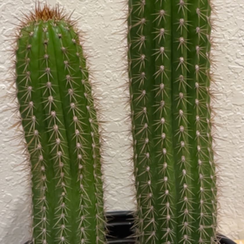 Photo of the plant species Golden Torch by @nicholas named Tails on Greg, the plant care app