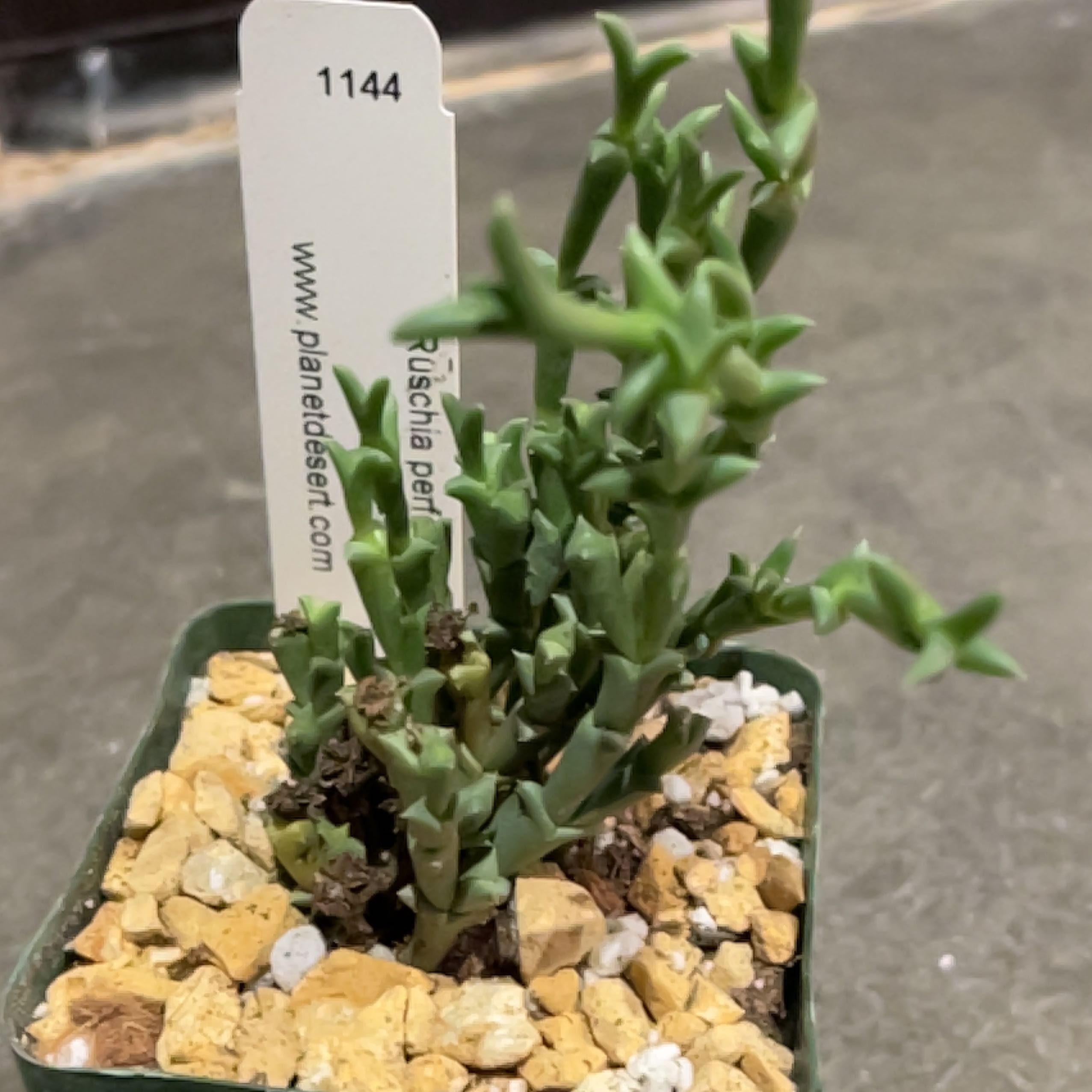 Photo of the plant species Doringvygie by @nicholas named Morgan Treeman on Greg, the plant care app