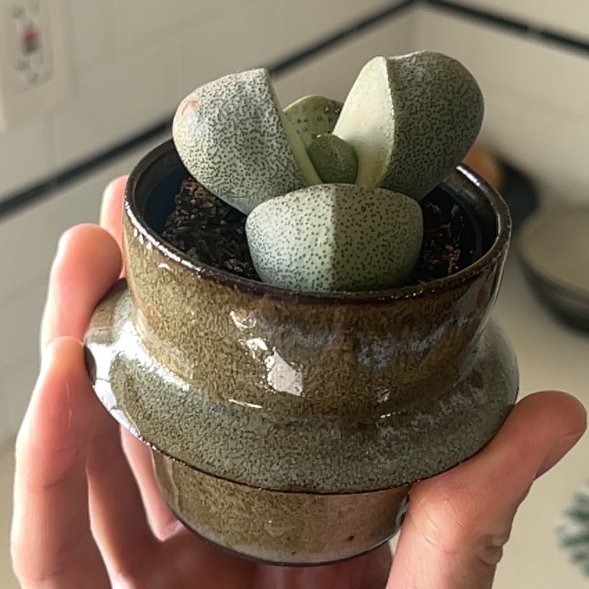 Split Rock plant (Pleiospilos nelii) in a small pot, held by hands.