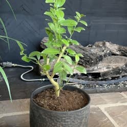 Key Lime Tree plant