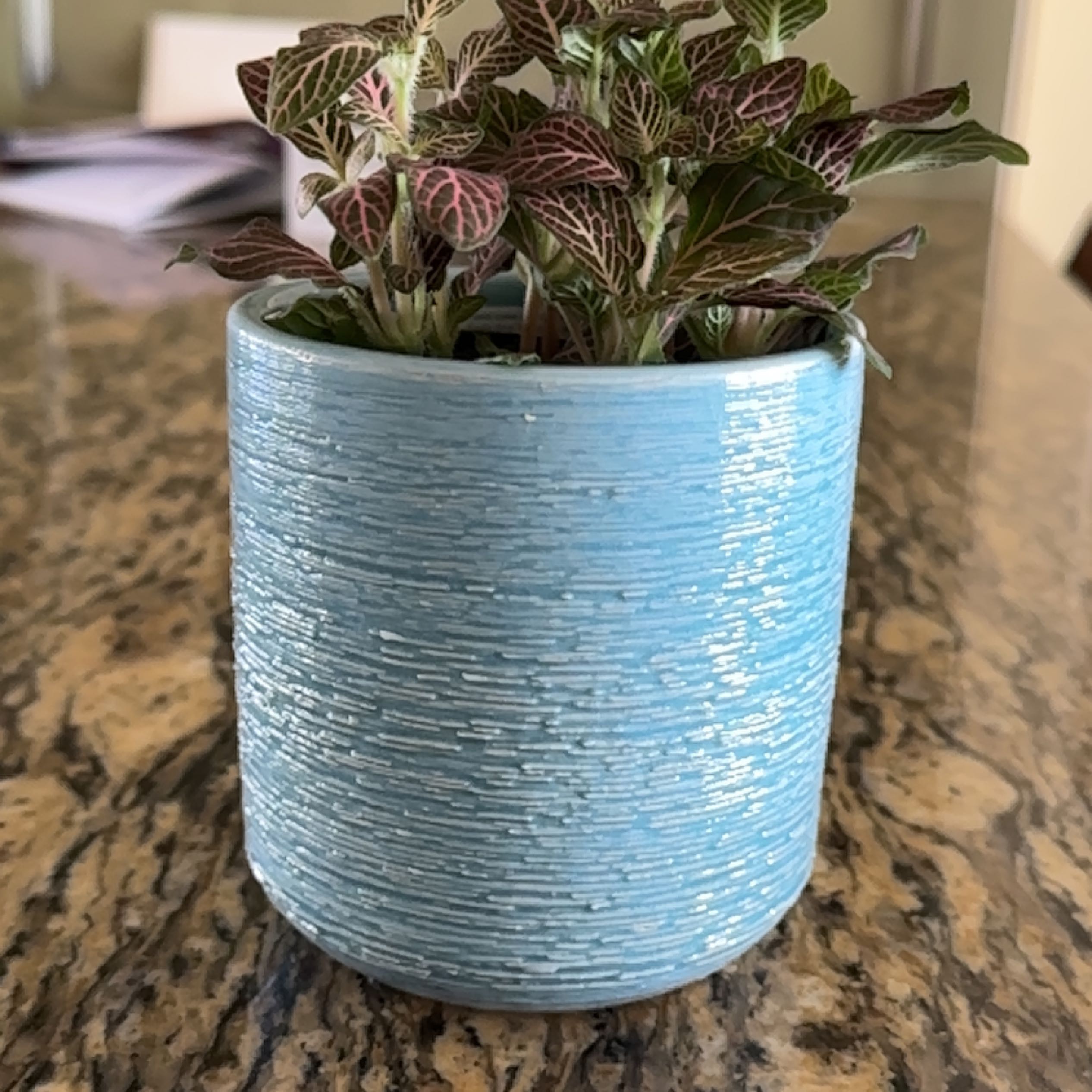 Pink Angel Nerve Plant in a blue textured pot on a marble surface.