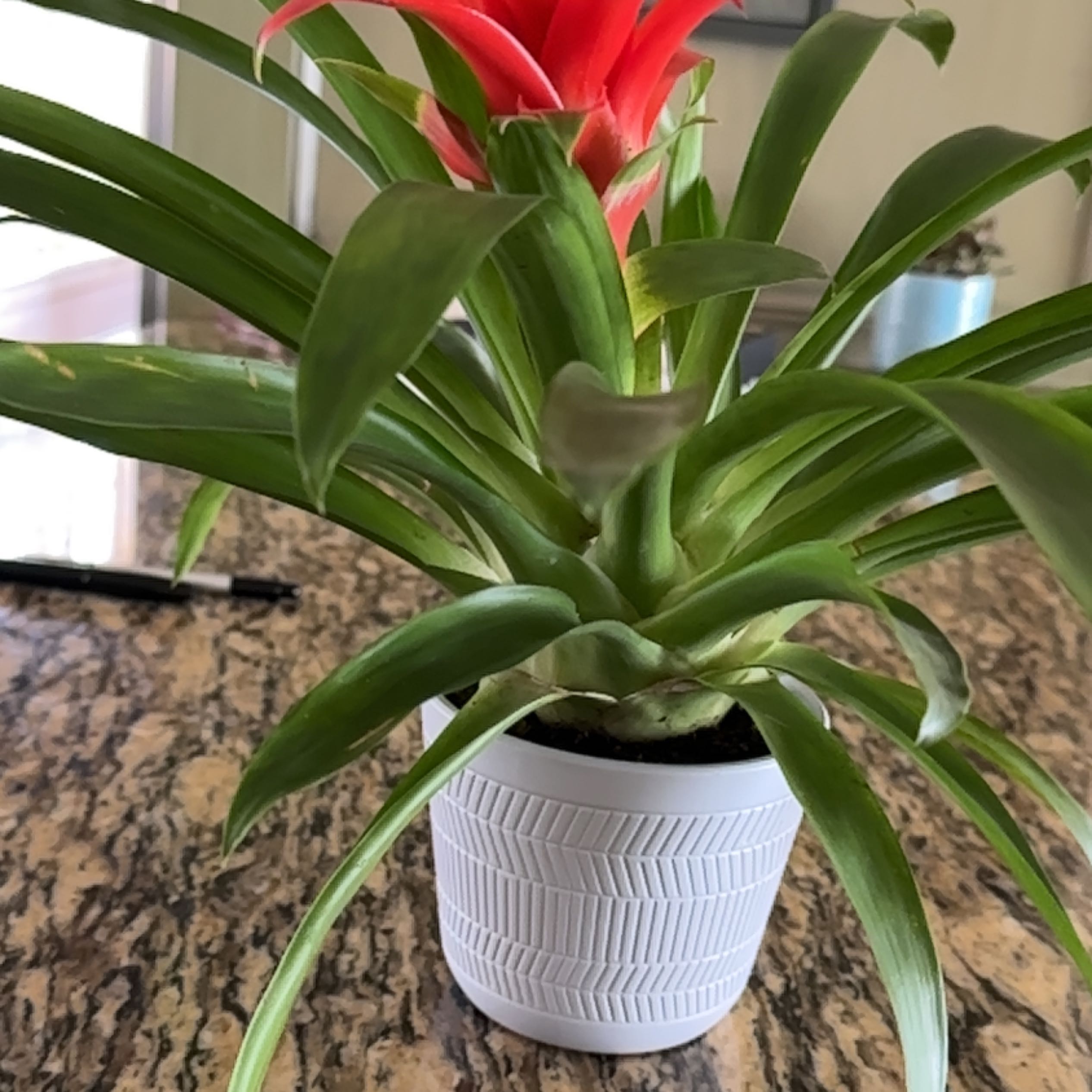 Bromeliad plant in a white pot with vibrant green leaves and a bright red flower.
