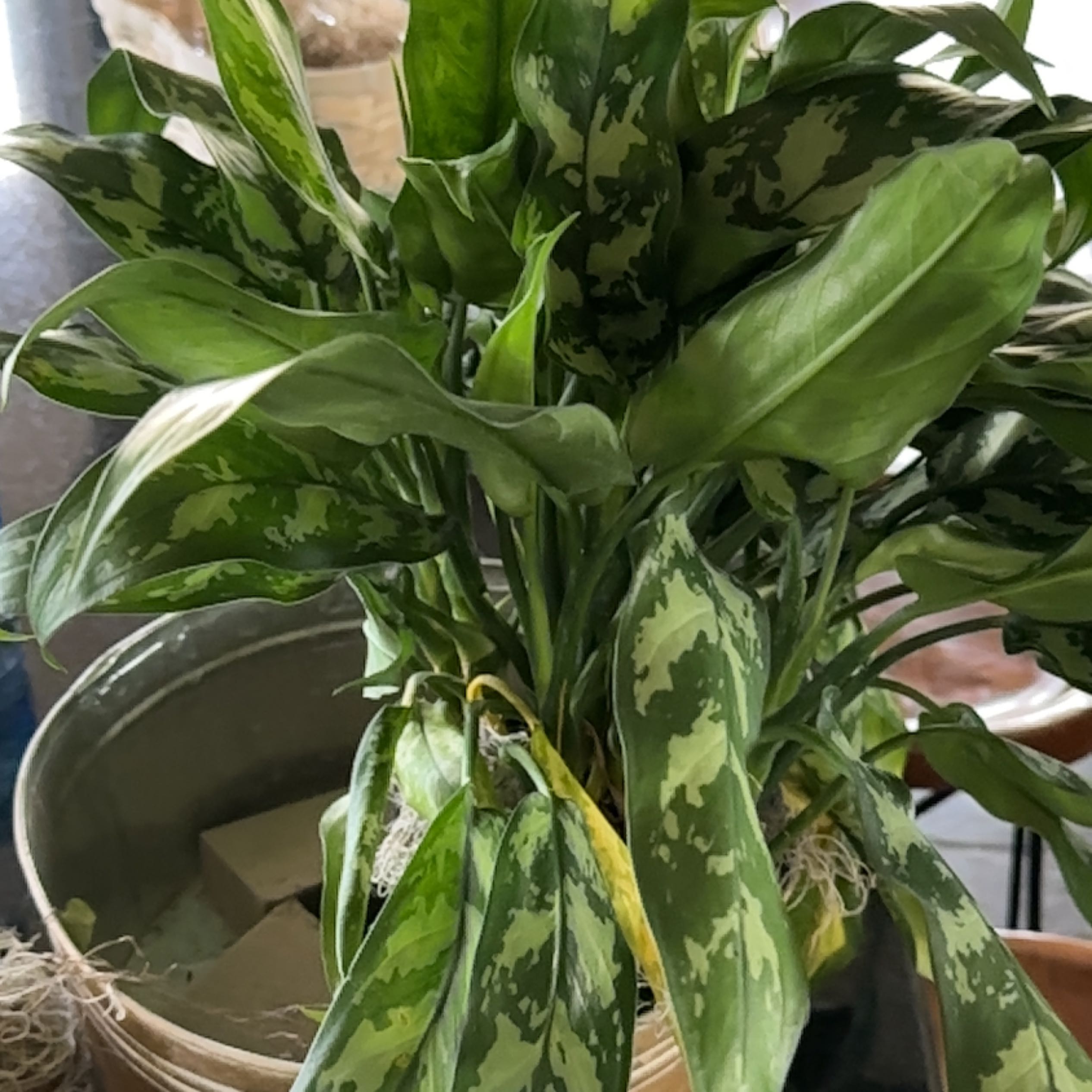 Photo of the plant species Chinese Lily by @WindDirt named Robert Plant - master on Greg, the plant care app