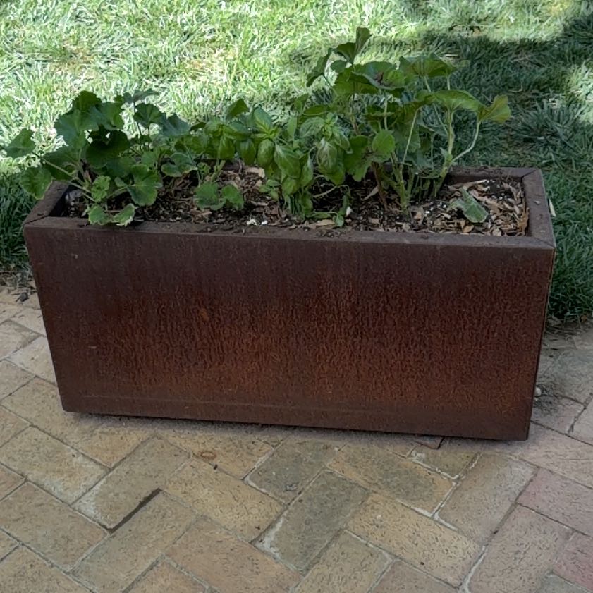 Photo of the plant species Geranium 'Tough as Nails™' by @WindDirt named Cortan on Greg, the plant care app