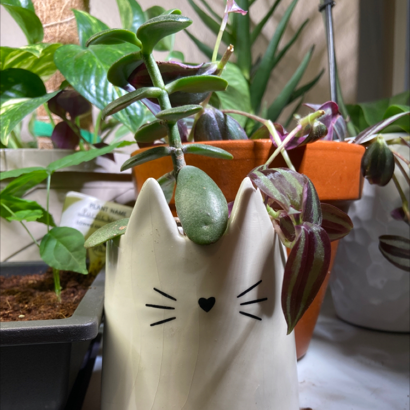 Lucky Plant plant photo by @Mad307 named Faith on Greg, the plant care app.
