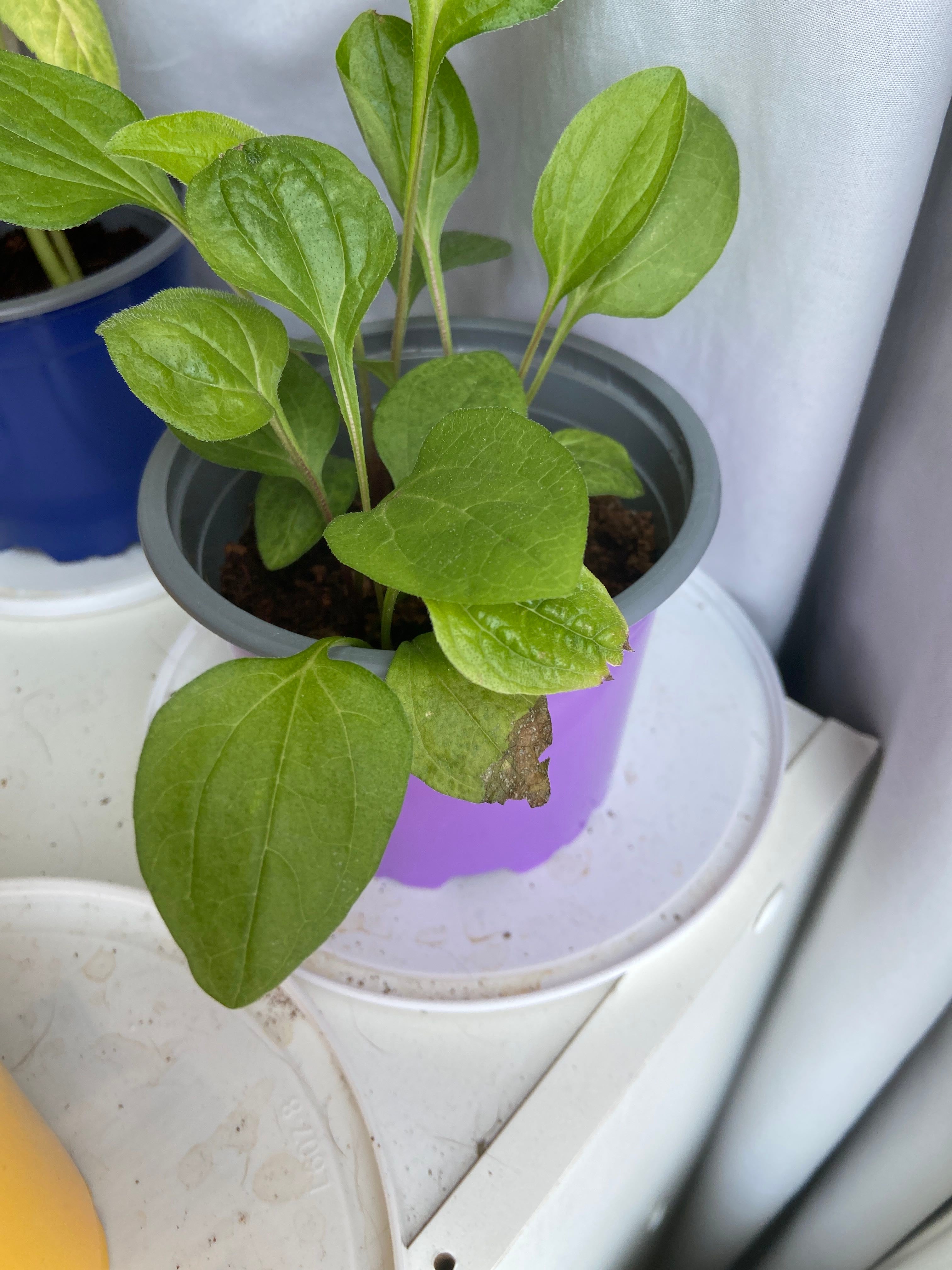 Why Are There Brown Spots on My Tennessee Coneflower Leaves?