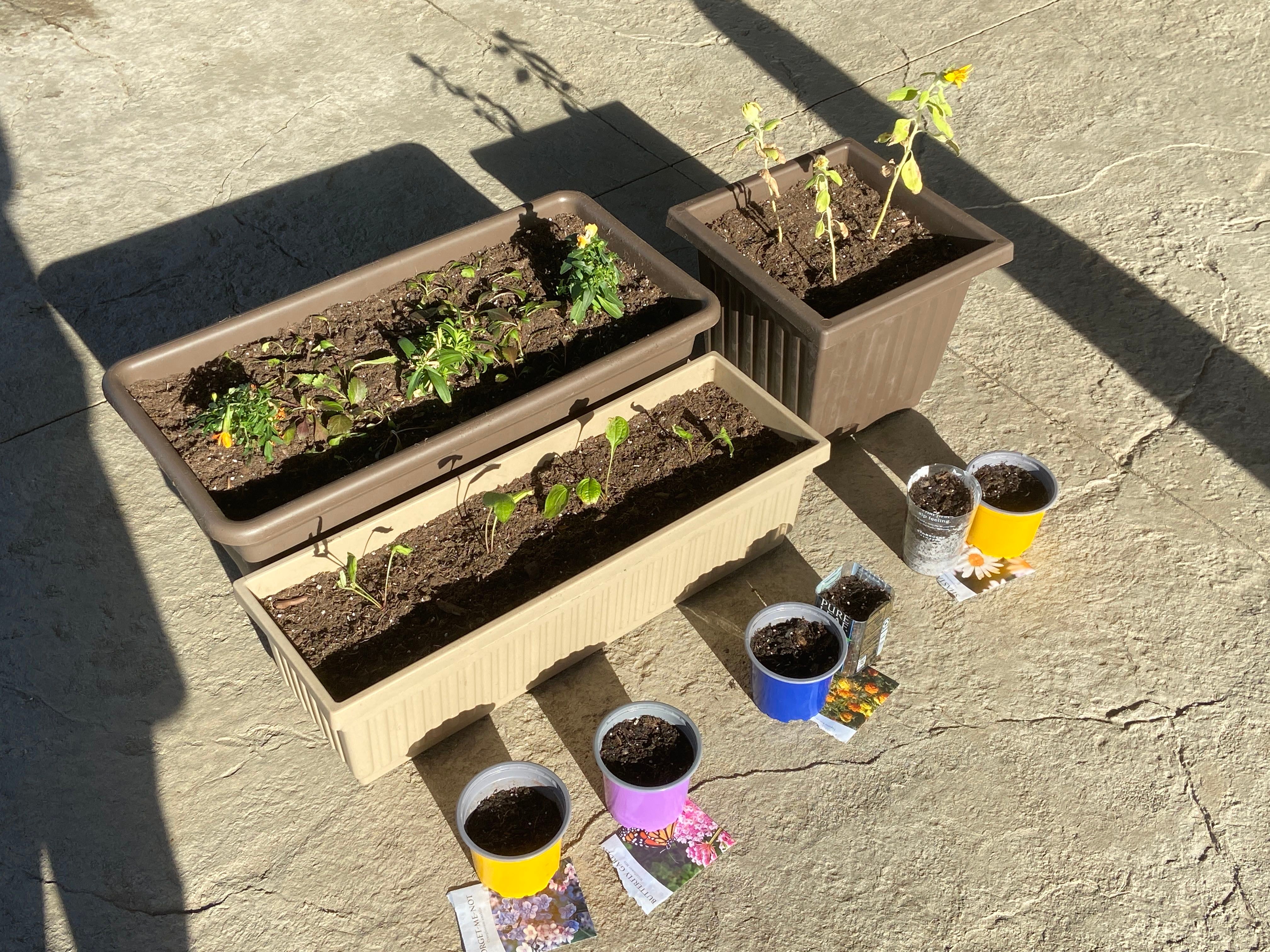 🌸 How to Plant Your Secret Lust Coneflower