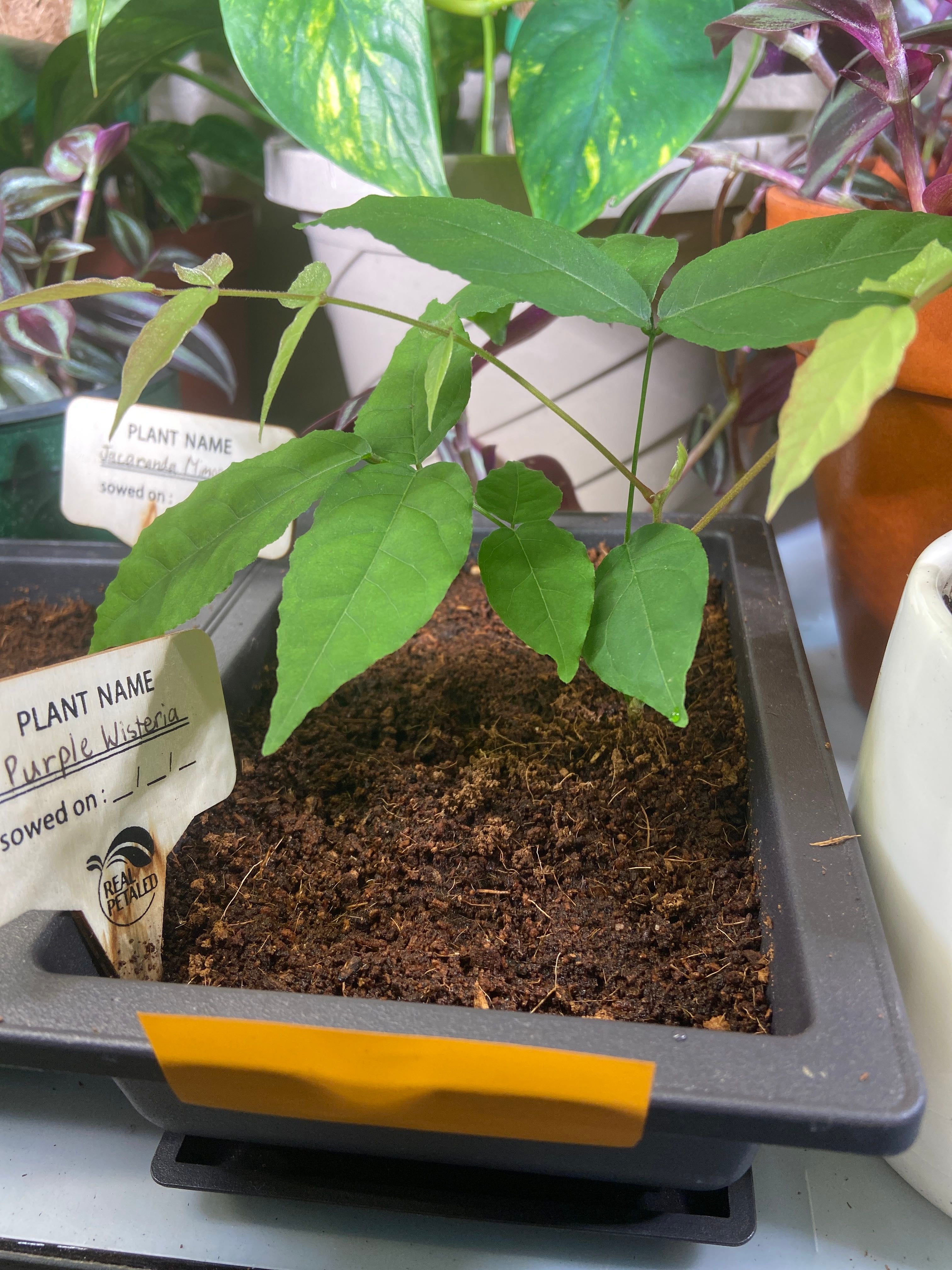 Chinese Wisteria How Much Water & Light Does it Need to Thrive?