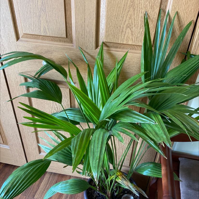 Healthy Chinese Fan Palm with green leaves in a pot, well-framed and in focus.