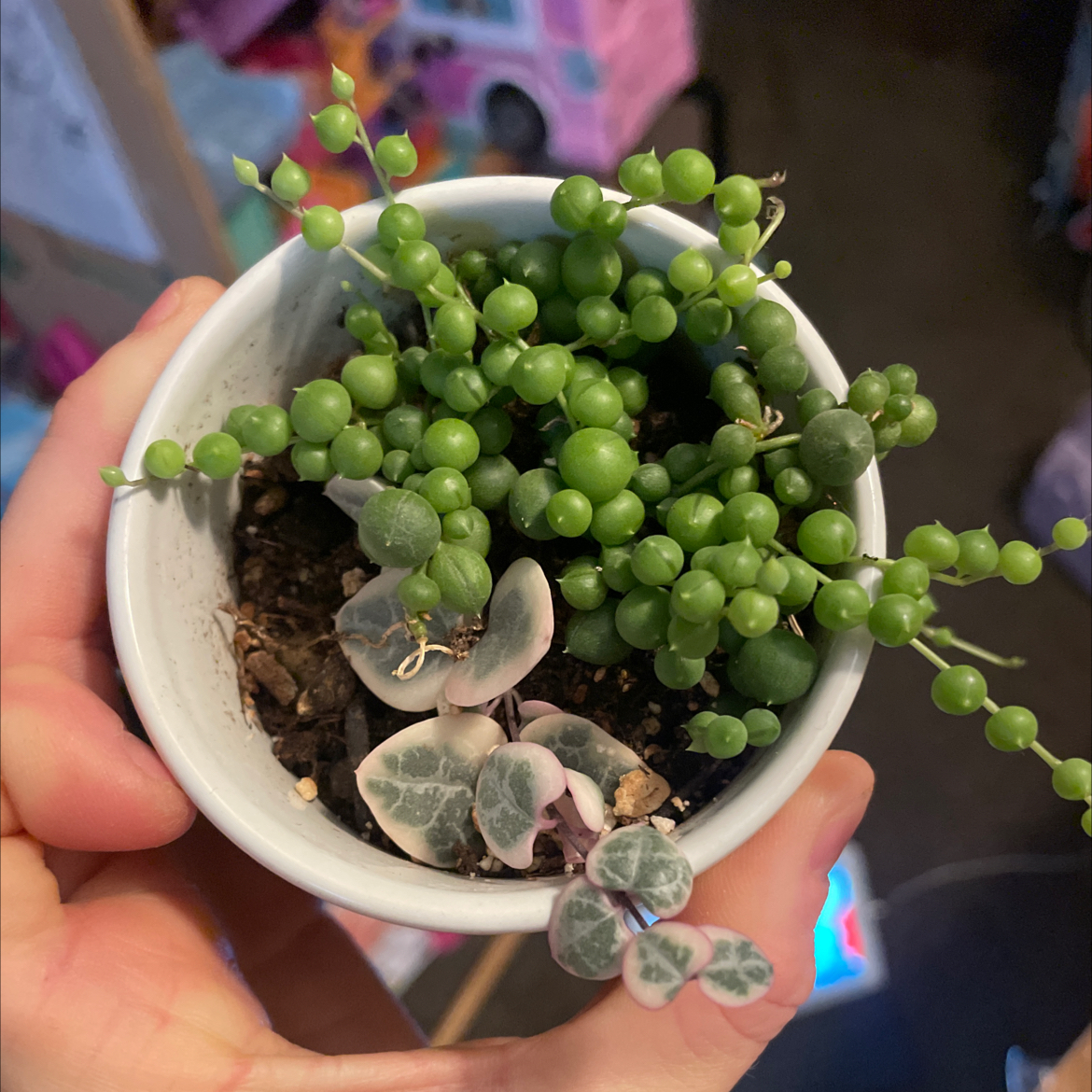 Potted String of Hearts (variegated) and another succulent with round green leaves.