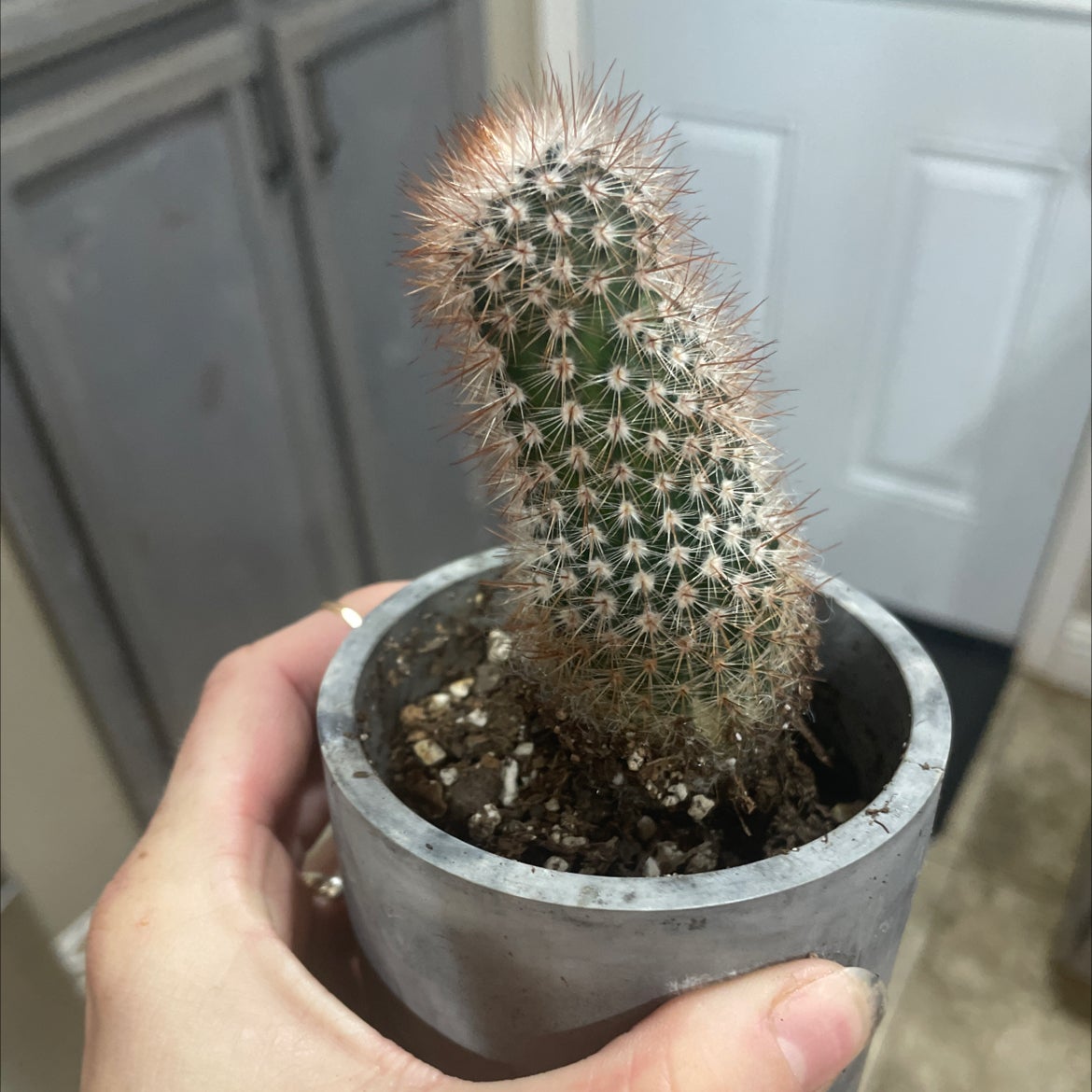 Mammillaria Melanocentra cactus in a small pot held by a hand.