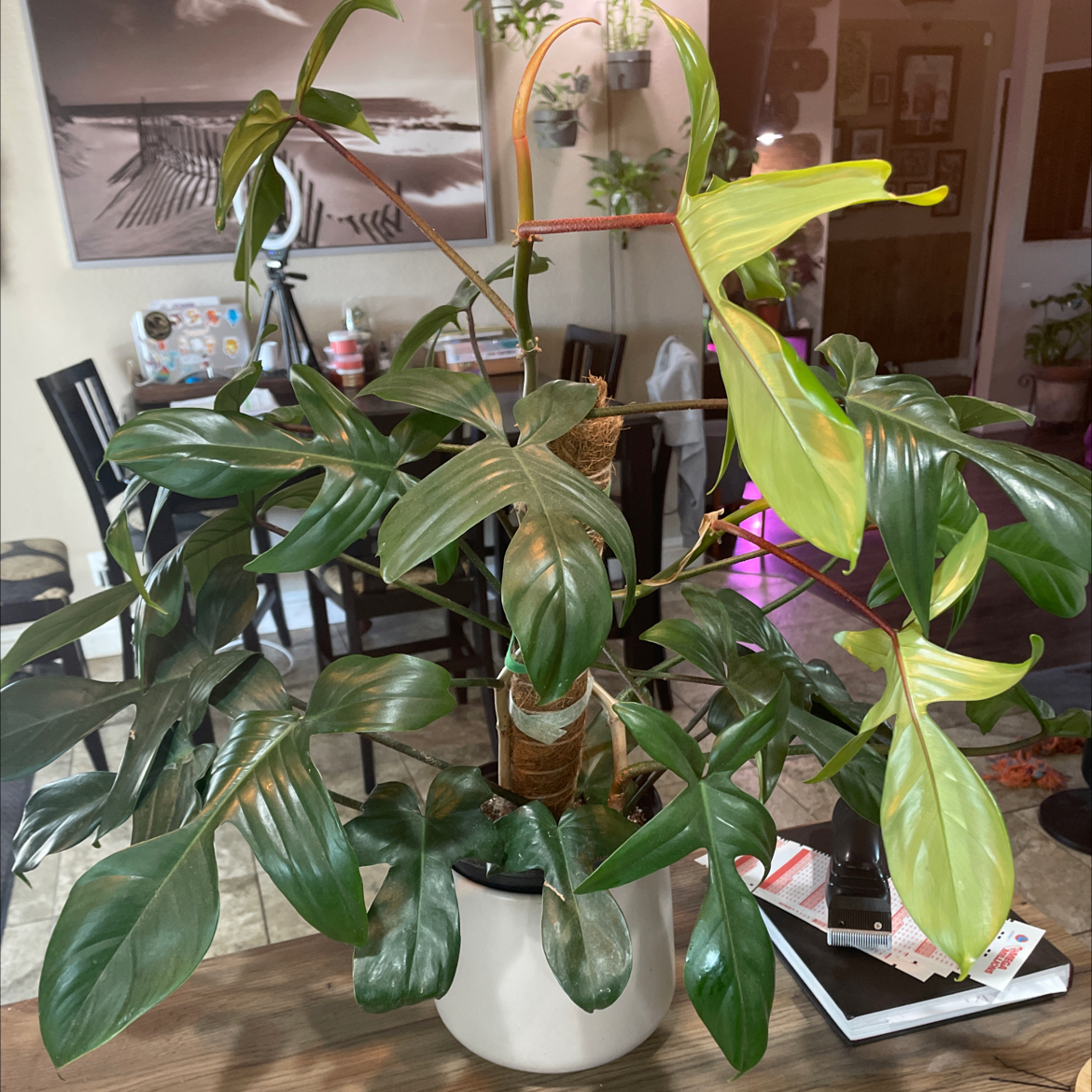 Philodendron 'Florida' plant in a white pot with some yellowing and browning leaves, indoors.