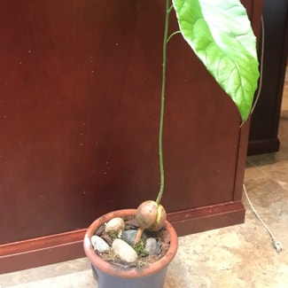 Avocado plant in Somewhere on Earth