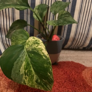 Marble Queen Pothos plant photo by @tango named Gosling on Greg, the plant care app.