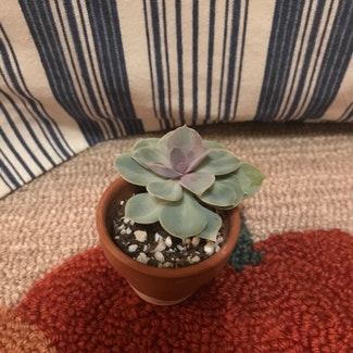 Rainbow Variegated Echeveria plant in Somewhere on Earth