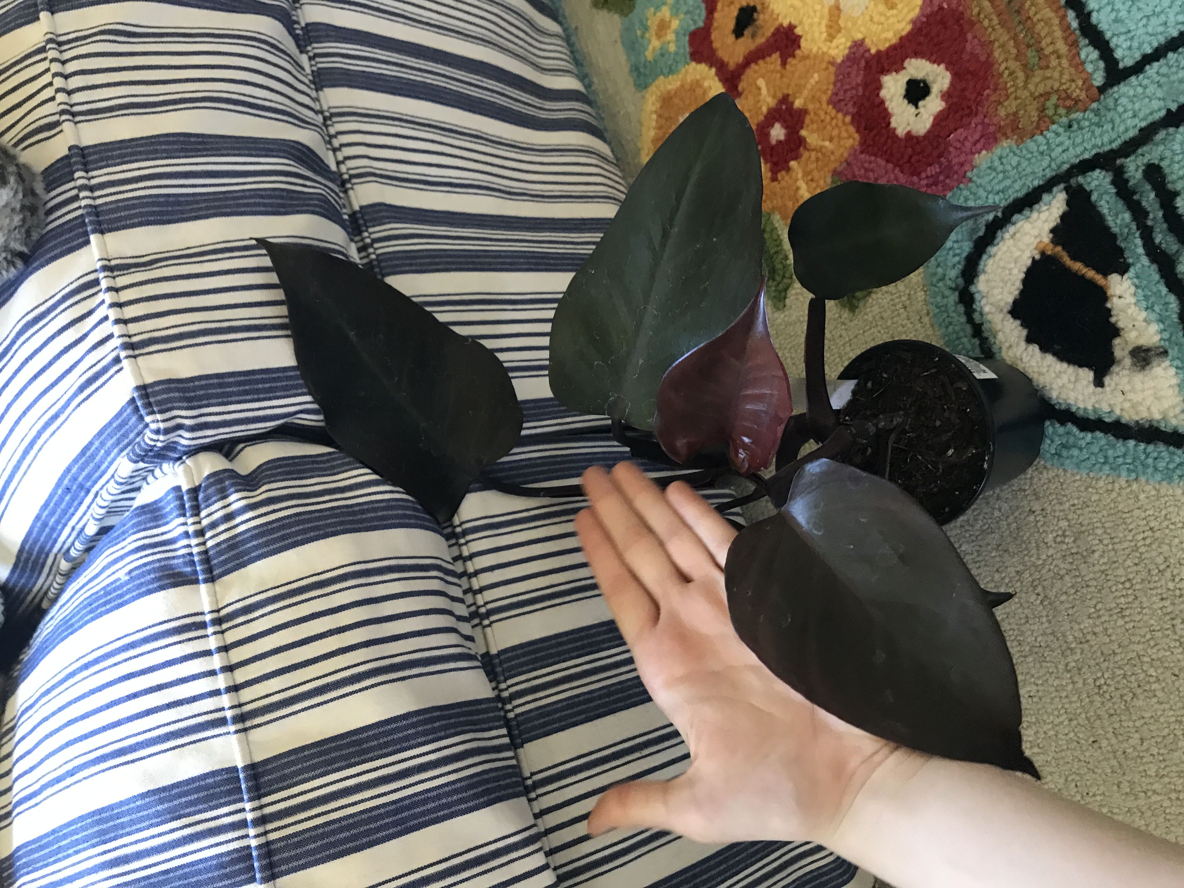 Photo from the post