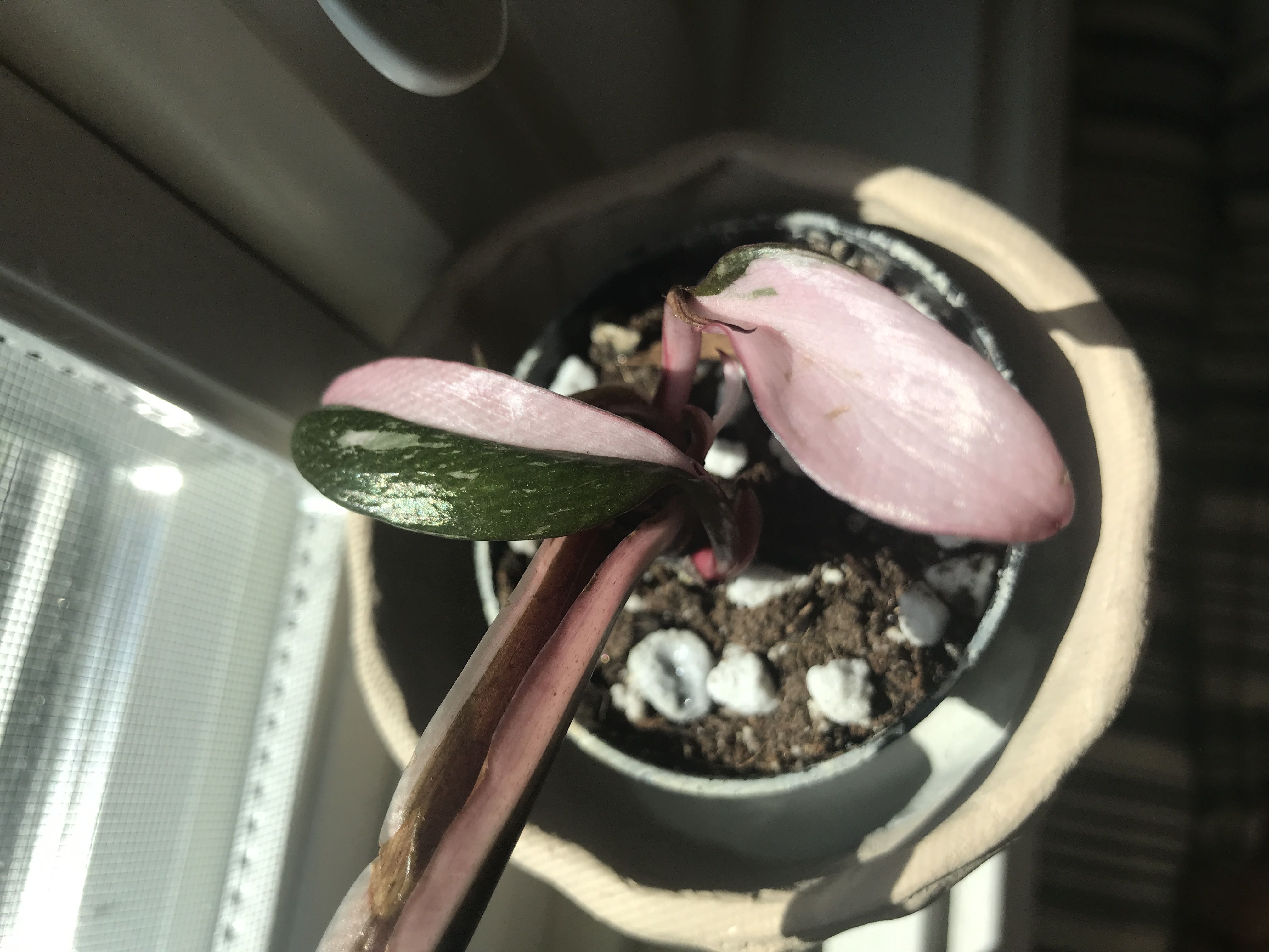 Photo from the post