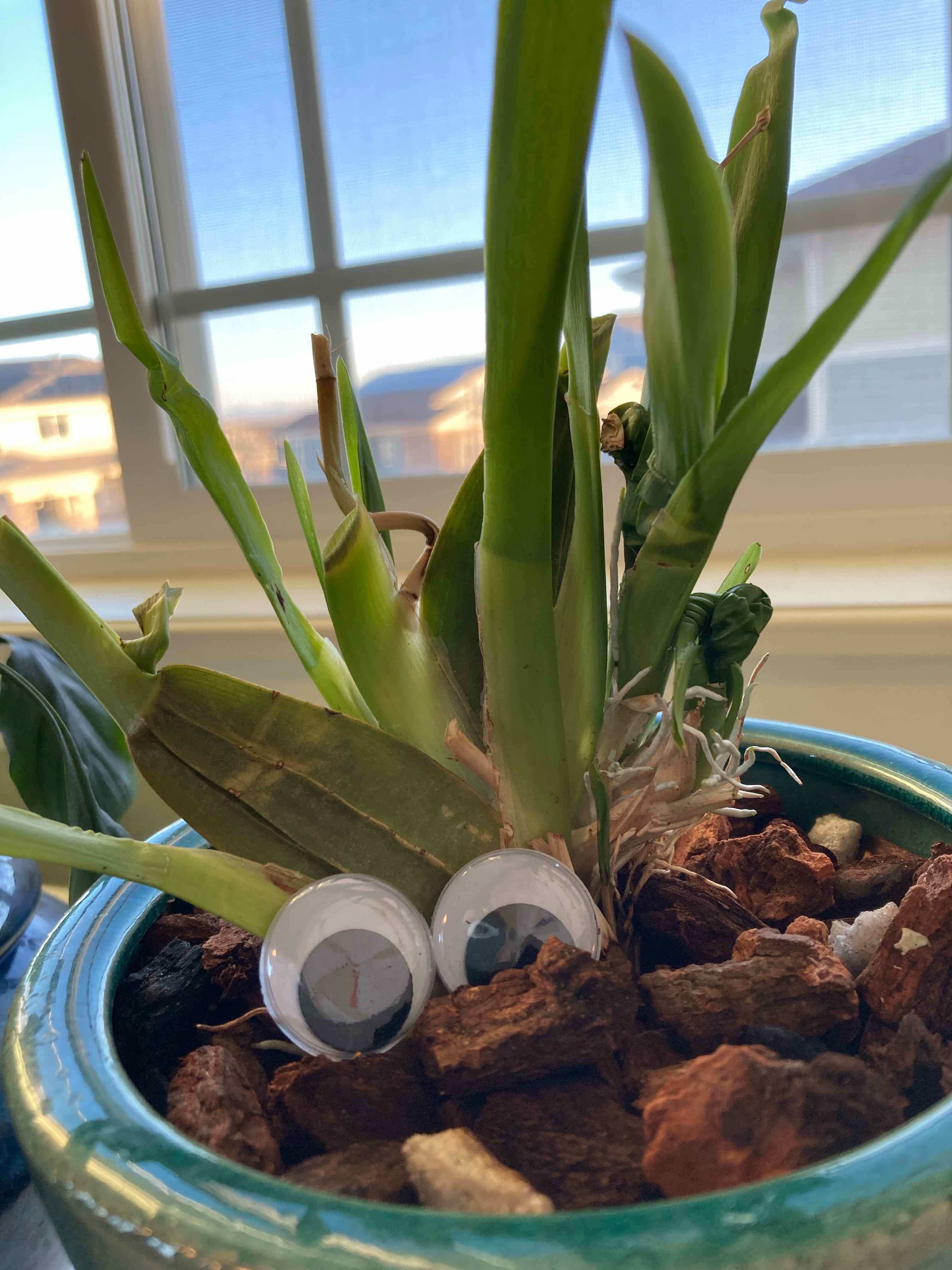 Plant care for Rojo Congo on Greg, the plant care app