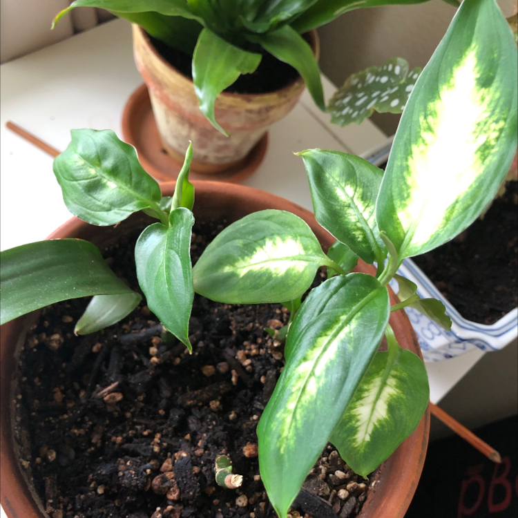 Dumb Cane plant in a pot with visible soil and another plant in the background.