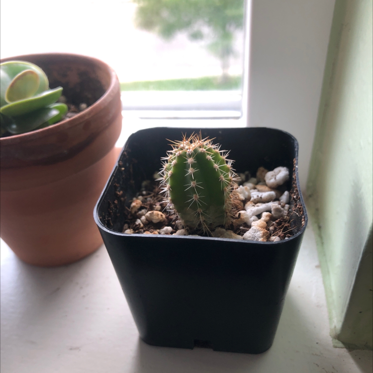 San Pedro Cactus in a black pot on a windowsill with another plant in the background.