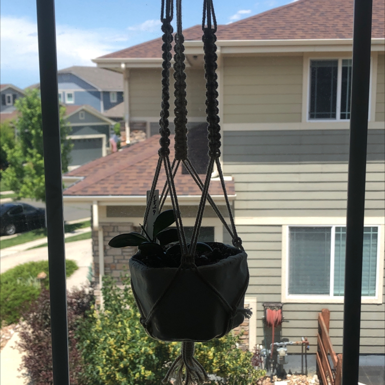 Photo of the plant species Hoya brevialata by @Lotsofplants named Nickie Planage on Greg, the plant care app