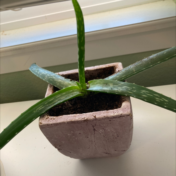 Aloe vera plant photo by @Lotsofplants named Jello on Greg, the plant care app.