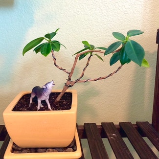 Ficus Ginseng plant in Broomfield, Colorado