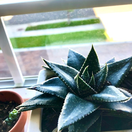 Photo of the plant species Gasterworthia by Evlikesplants named Riptide on Greg, the plant care app