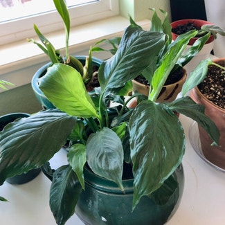 Peace Lily plant in Broomfield, Colorado