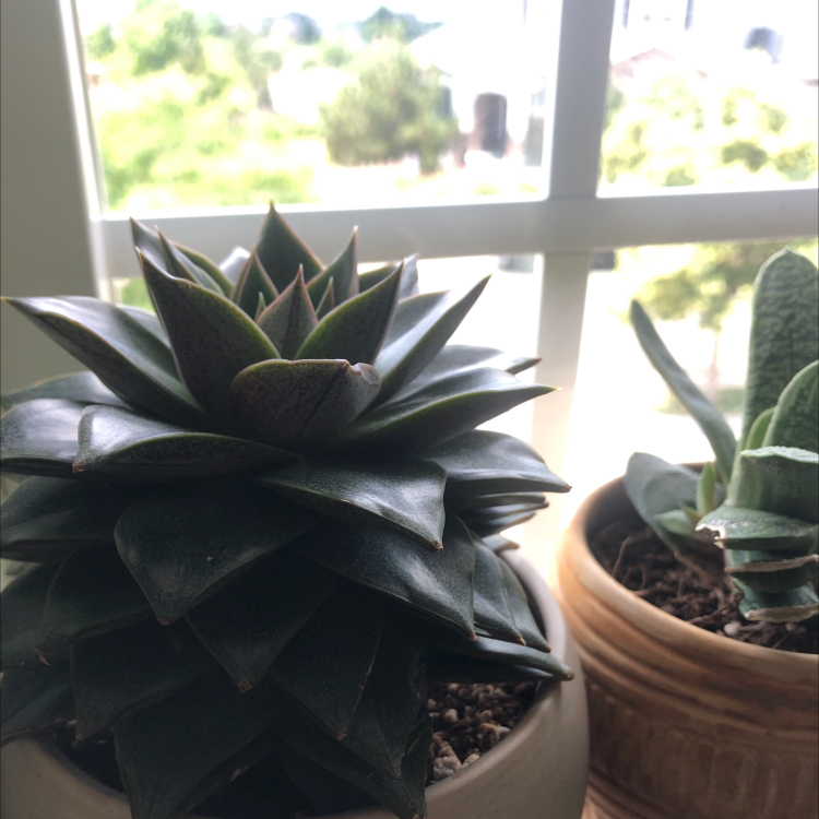Healthy Echeveria 'Dionysos' plant in a pot with another plant in the background.
