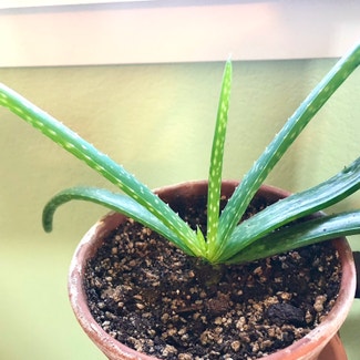 Aloe Vera plant in Broomfield, Colorado