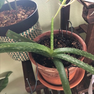 Aloe vera plant photo by @Lotsofplants named Jello on Greg, the plant care app.