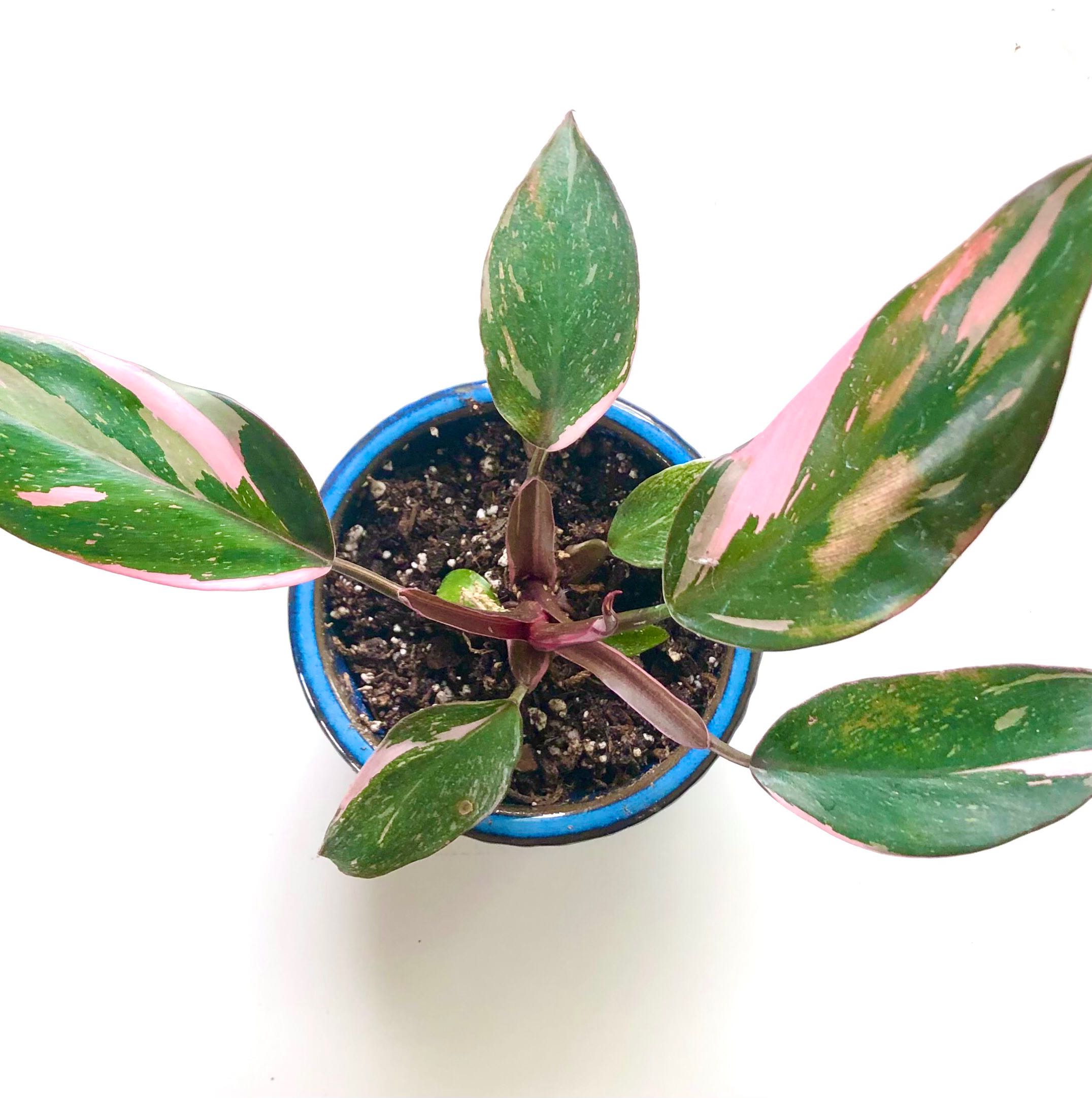 Photo of the plant species Pink Princess Philodendron by @Lotsofplants named Tinkerbell on Greg, the plant care app