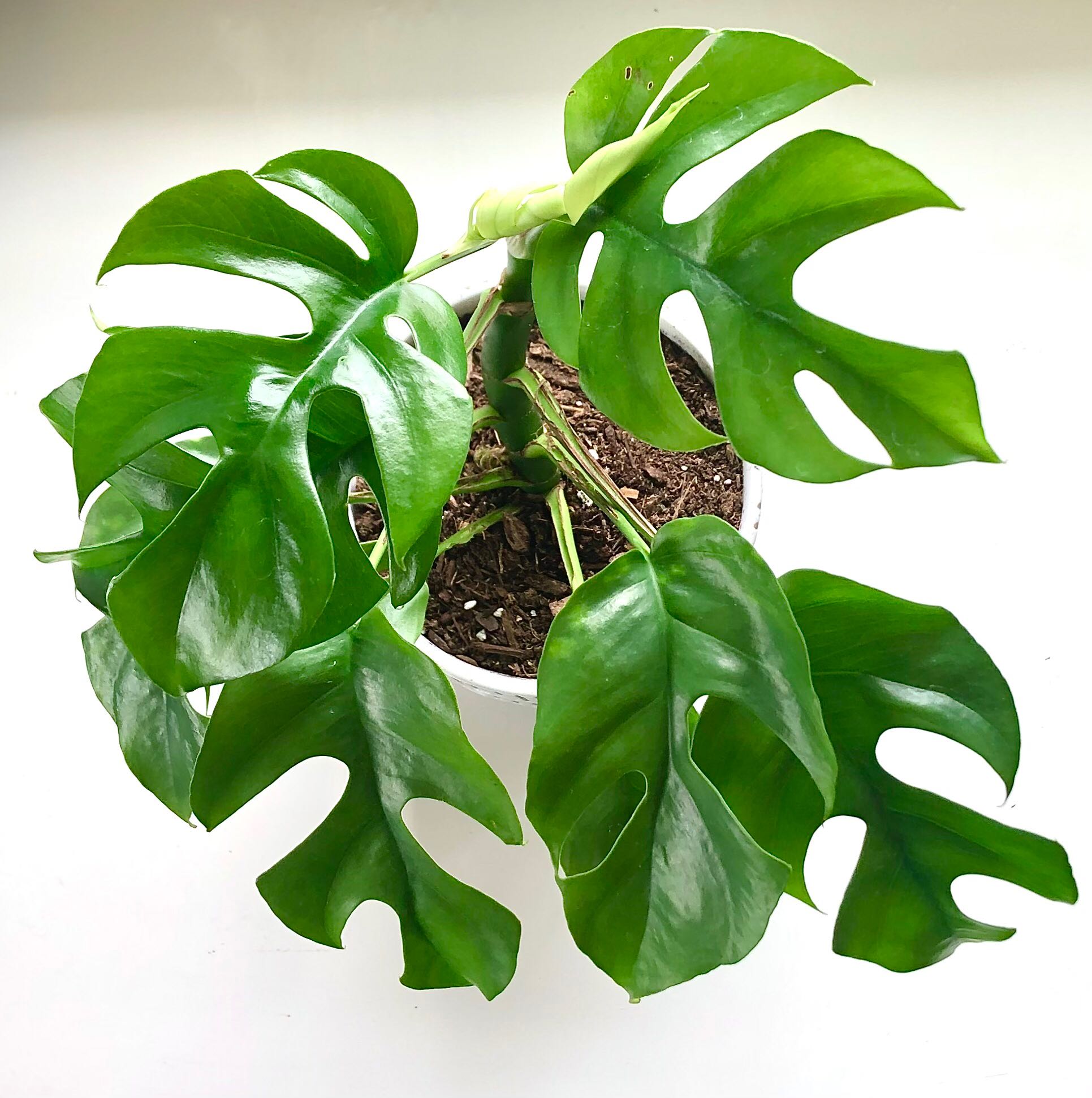 Photo of the plant species Mini Monstera by @Lotsofplants named Rex on Greg, the plant care app