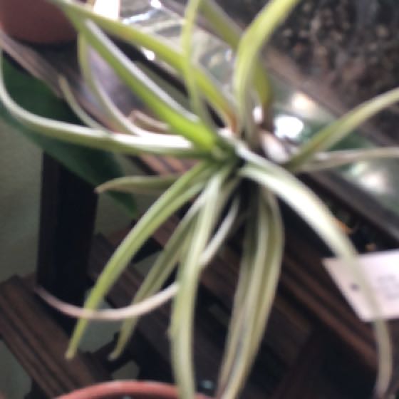 Photo of the plant species Peach Air Plant by @Lotsofplants named Planty on Greg, the plant care app