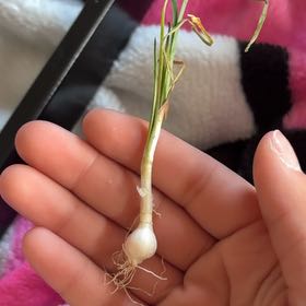 Photo of the plant species Crow Garlic by @ValidHoyalisa named Sproutacus on Greg, the plant care app