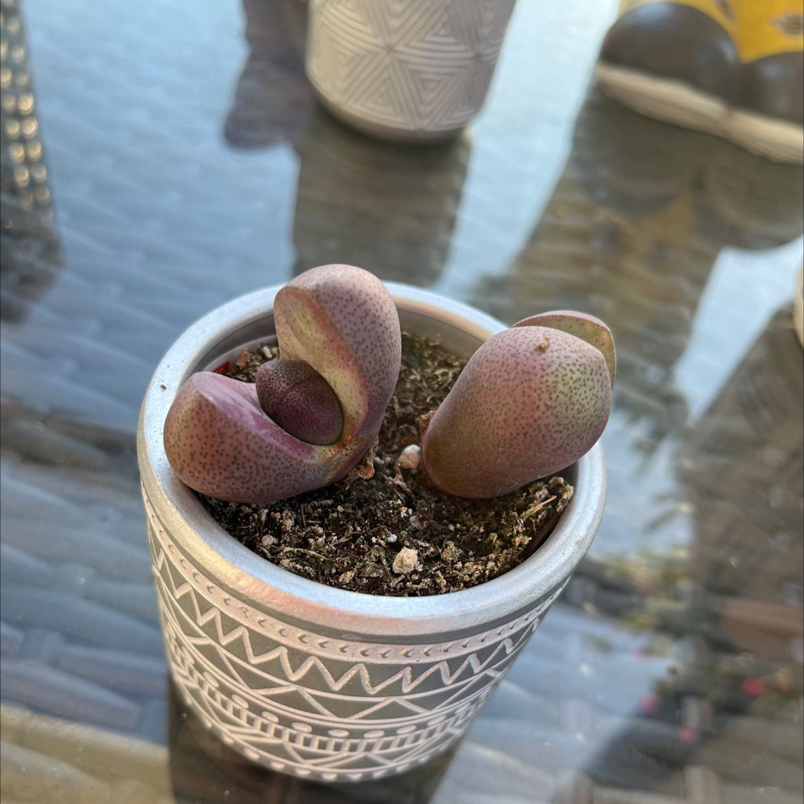 Royal Flush Split Rock plant in a decorative pot with visible soil, well-framed and in focus.