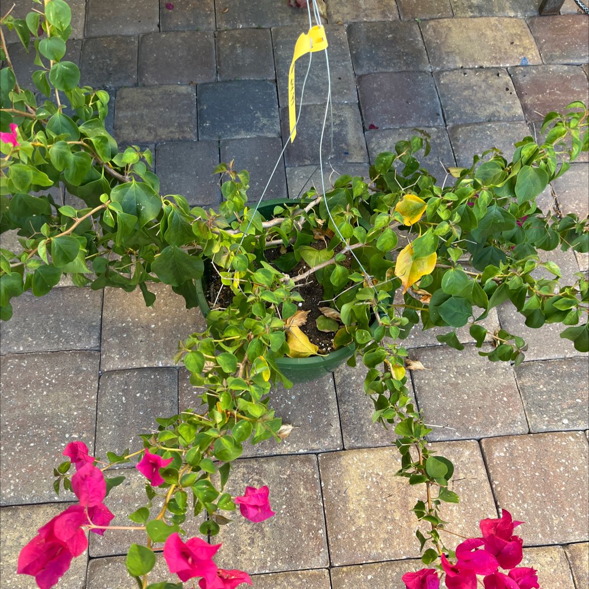 Lesser Bougainvillea plant with pink flowers and some yellowing leaves in a pot on a paved surface.
