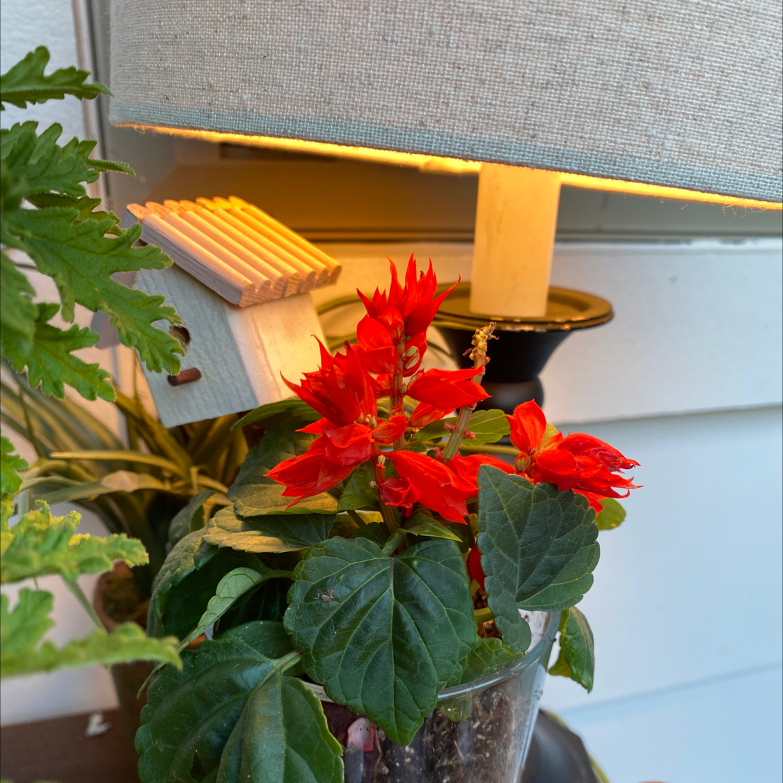 Scarlet Sage plant with vibrant red flowers in a well-lit indoor setting.