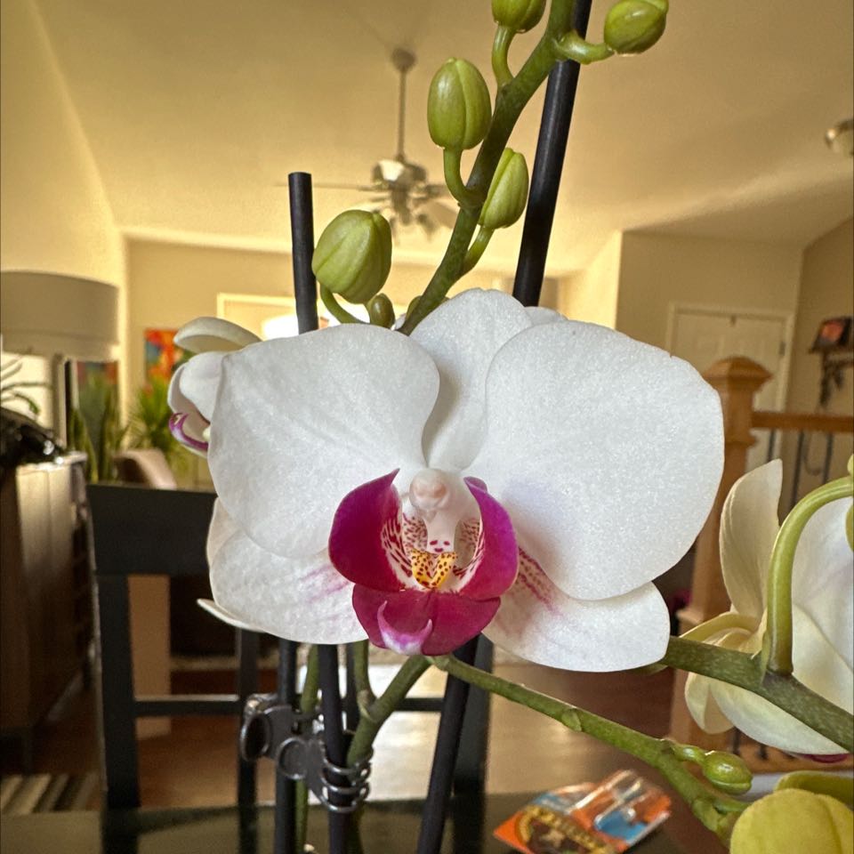 A healthy Phalaenopsis orchid with white petals and a pink and yellow center in a well-lit indoor setting.